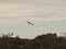 Osprey flying above swamp canopy