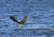 Osprey flying above water