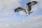 Osprey Flying in a Beautiful Cloudy Sky