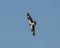 Osprey flying in the cloudless blue sky above the Grand River in Oklahoma.