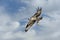 Osprey flying in clouds with fish