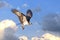 Osprey flying in clouds with fish in talons