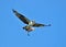 Osprey flying with a fish.