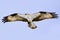 Osprey flying with fish in talons