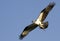 Osprey Flying With Fish in Talons
