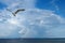 Osprey Flying in from Fishing Trip in the Bay