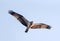 Osprey is flying with full span of wins in the sky