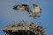 Osprey flying into her nest with chicks.