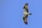 Osprey Flying High Above