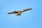 Osprey flying and hunting on the blue sky