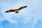 Osprey flying and hunting on the blue sky