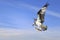 Osprey Flying with Its Catch of a Rainbow Trout