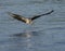 Osprey flying just before grabbing a fish