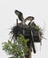 Osprey flying lesson on nest taught to fledglings