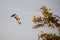 Osprey flying low around green trees on a sunny day with cloudy sky in background