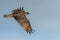 Osprey flying over Blue Cypress Lake