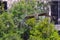 Osprey flying over the green trees