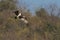 Osprey flying over growing trees