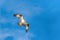 Osprey flying over the Gulf of Mexico.Fort Myers Beach.Florida.USA