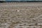 An Osprey flying over the Rappahannock River in Eastern Virginia