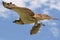 Osprey flying past with a fish in its claws