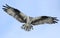 Osprey Flying Right at You as It Brings In Sticks for It\'s Nest