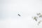 Osprey flying in the sky.