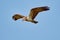 Osprey flying on the sky