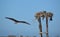 Osprey flying to the nest in Guerro Negro in Baja California del Sur, Mexico