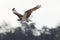 Osprey Fort De Soto Park Florida USA