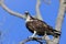 Osprey Fort De Soto Park Florida USA