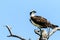 Osprey Fort DeSoto State Park