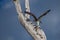 Osprey with Fresh Fish Catch, Fort DeSoto Park, Florida