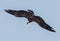 Osprey   with full wing span flying in the sky