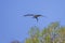 Osprey With A Gar In Its Claws