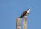 Osprey Giving Warning