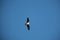 Osprey gliding through the air seeking dinner