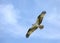 Osprey gliding directly overhead