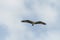 Osprey gliding and hunting for fish