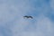 Osprey gliding and hunting for fish