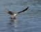 Osprey grabbing a fish out of the water