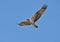 Osprey hawk