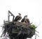 Osprey hawk family search sky above nest