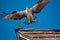 Osprey, hawk, landing on a wood shingled roof with  a fish catch