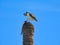 Osprey Holding Fish on the Trunk of a Dead Palm Tree