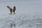 Osprey Hunting Flight