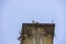 Osprey in its nest, Canal Lake, Ontario