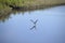 An osprey just breaks the water on a dive for fish