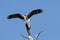 Osprey Just After Catching a Large Fish