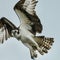 Osprey keeping an eye on me